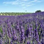 Lavanda (Lavandula), características, cultivo y cuidados, beneficios lavanda-lavandula