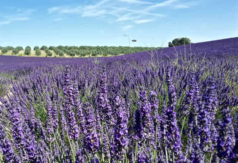 Lavanda, Lavandula