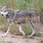 lobo-mexicano-canis-lupus-baileyi