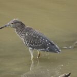 martinete-comun-nycticorax-nycticorax