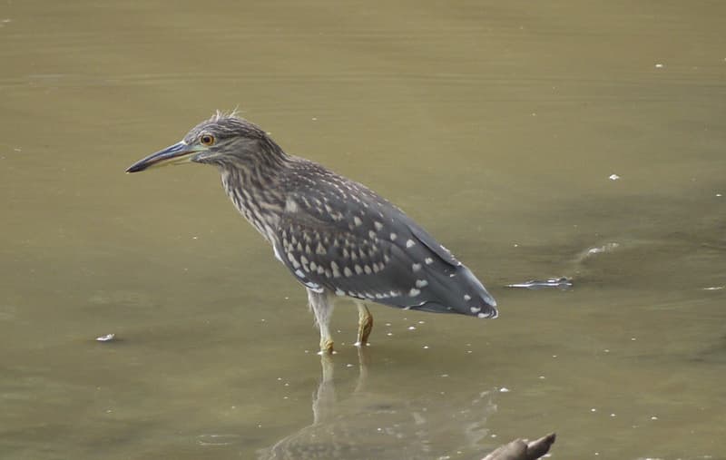 Martinete común, Nycticorax nycticorax , una garza de hermoso plumaje