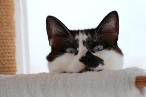 Mi gato me sigue a todas partes, descubre el por qué de esta conducta