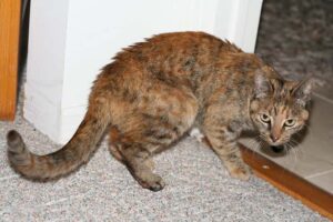 Mi gato se eriza, causas y consecuencias, descúbrelas