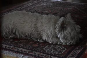 Mi perro llora, causas, qué hacer ante su llanto