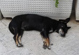 Mi perro tiene miedo ¿Qué hacer?