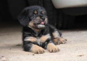Mi perro tose, por qué lo hace, tipos de tos