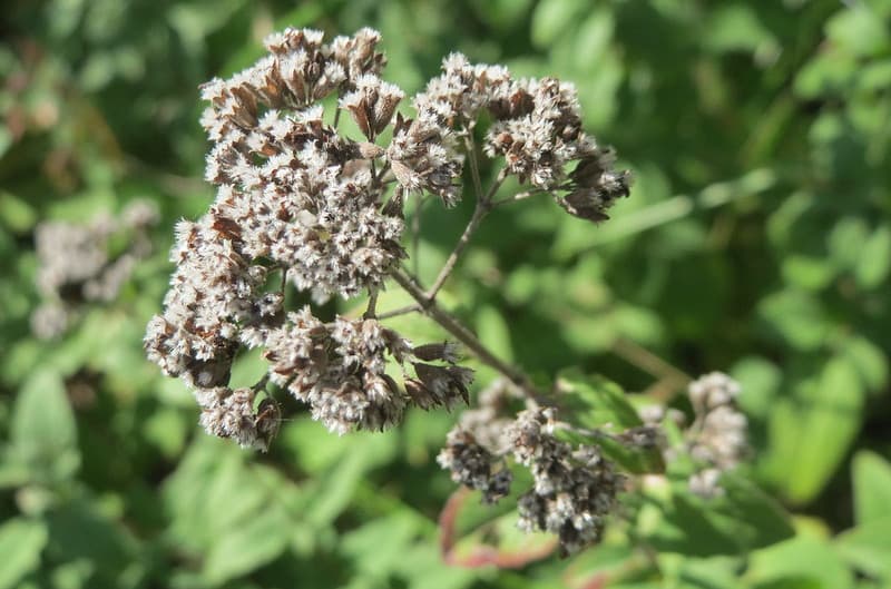 Orégano, Origanum vulgare
