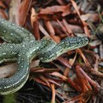 piton-alfombra-morelia-spilota