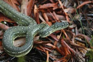 Pitón alfombra, Morelia spilota