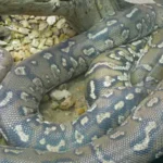 piton-enana-de-anchieta-python-anchietae