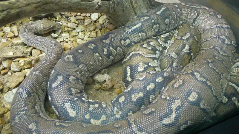 Pitón enana de Anchieta, Python anchietae,  y formación y datos biológicos