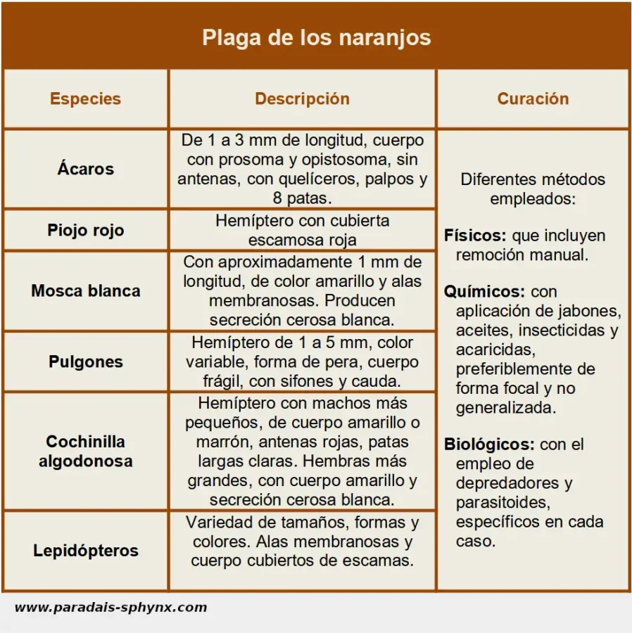 Ficha sobre plaga de los naranjos