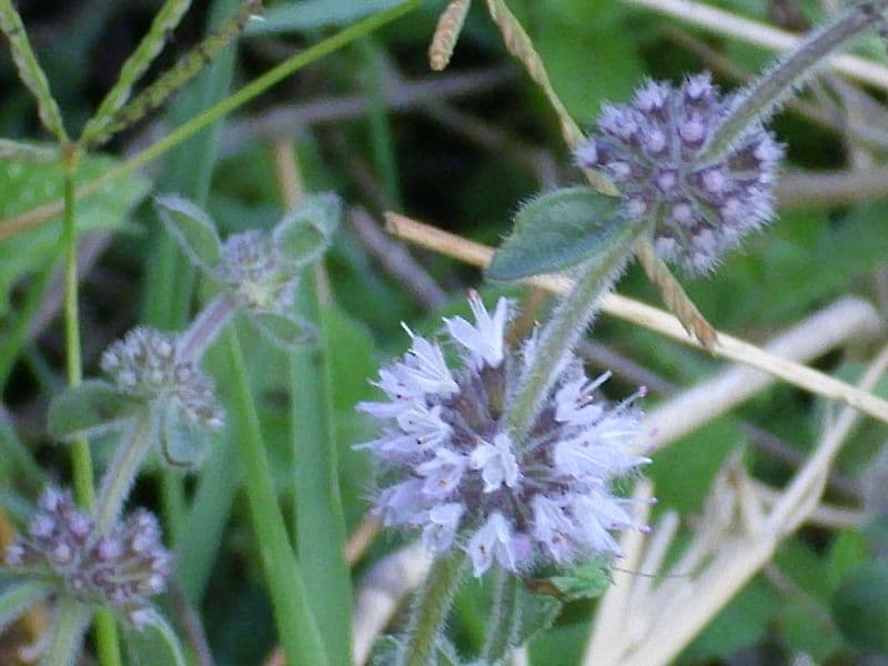 Poleo, Mentha pulegium