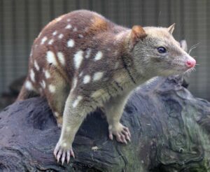Quol tigre, Dasyurus maculatus, marsupial muy peculiar