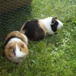 reproduccion-de-las-cobayas