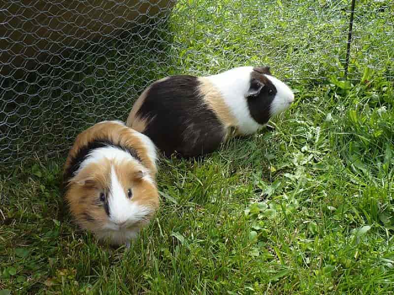 Reproducción de las cobayas