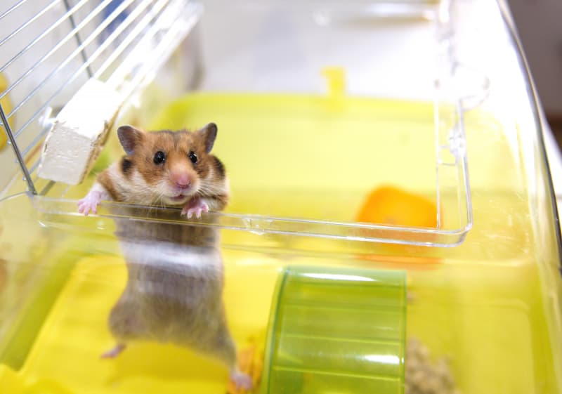 Reproducción de los hámsters en cautiverio