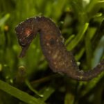 reproduccion-del-caballito-de-mar