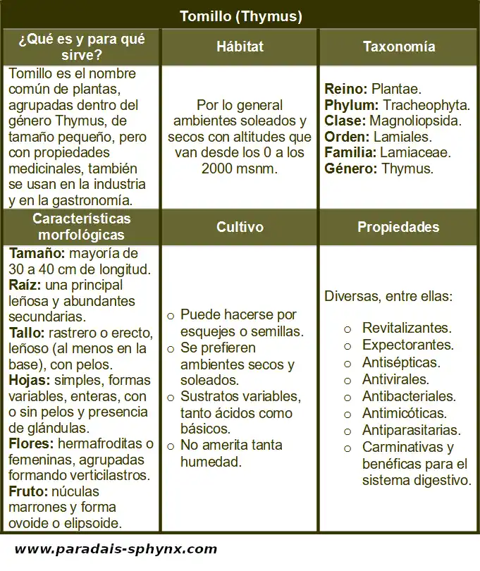 Ficha sobre el tomillo