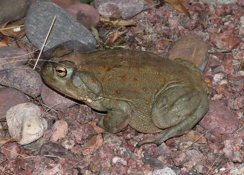 Sapo del desierto de Sonora, Incilius alvarius, anfibio de ritos ancestrales