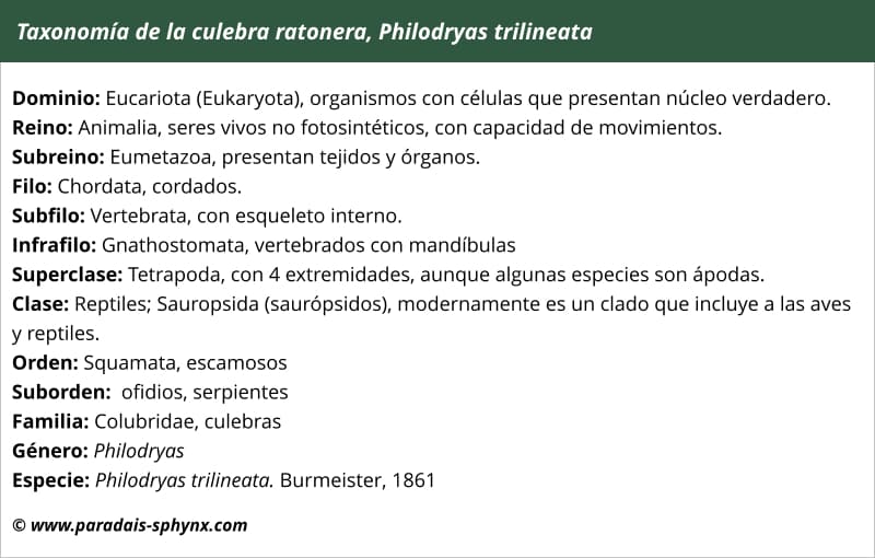 Taxonomía de la culebra ratonera, Philodryas trilineata