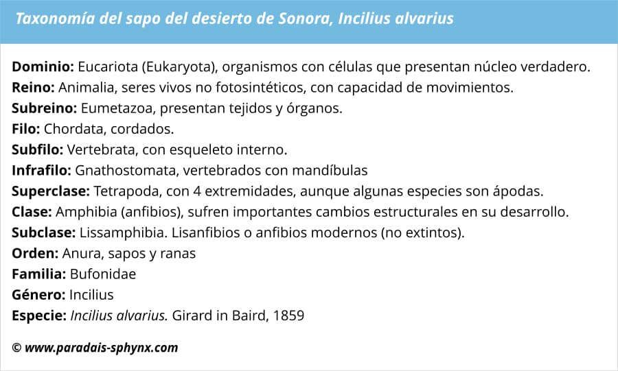 Taxonomía del sapo del desierto de Sonora, Incilius alvarius