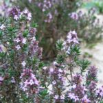 tomillo-thymus