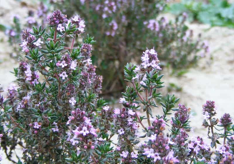 Tomillo (Thymus)