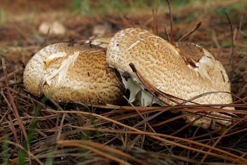 Agaricus augustus, Agárico augusto o champiñón pardo