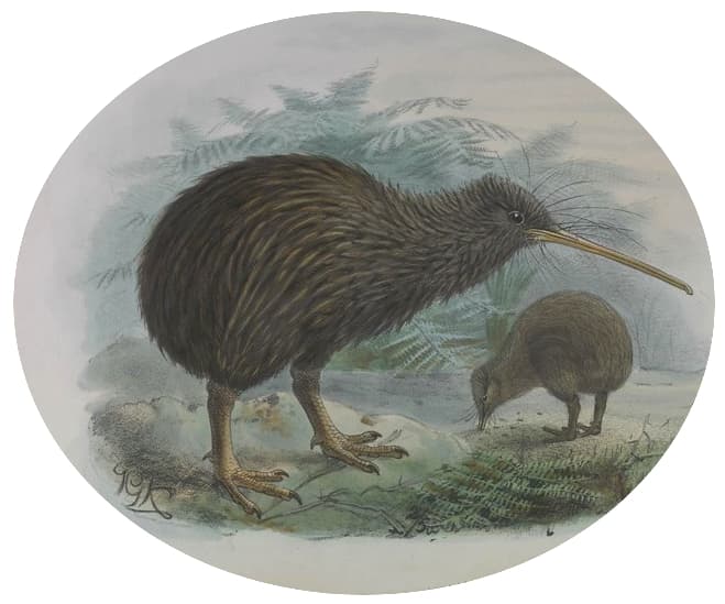 Apteryx mantelli, Kiwi marrón de la isla Norte