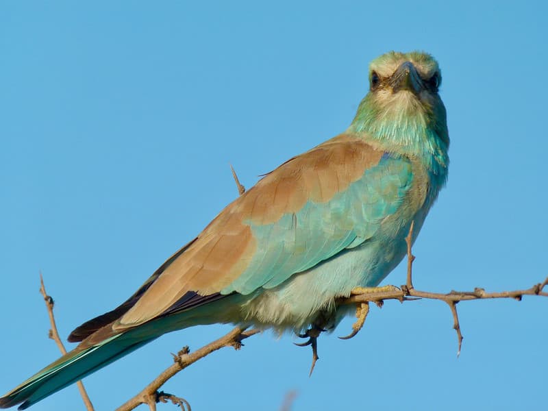 Carraca europea, Coracias garrulus