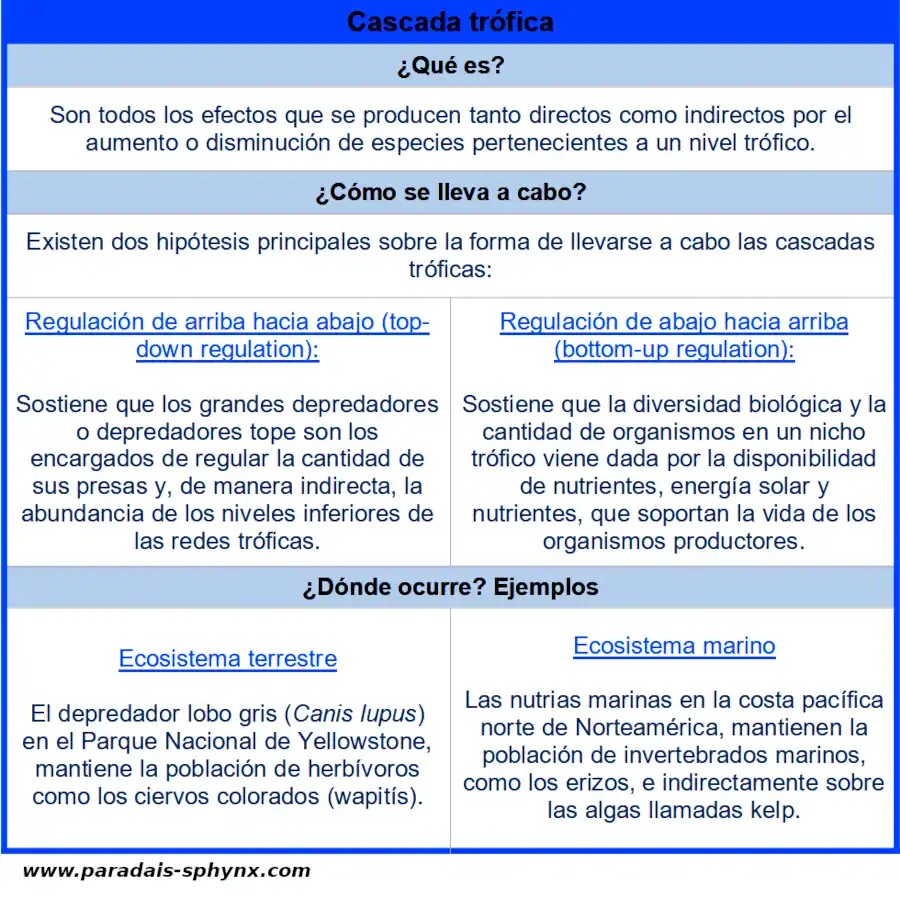 Cascada trófica, esquema o resumen