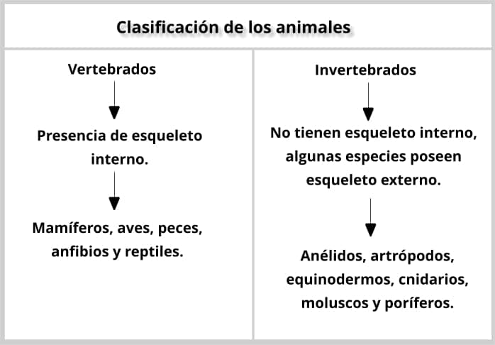 Clasificación tradicional de los animales