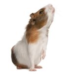 comportamiento-de-las-cobayas