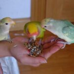 comportamiento-de-los-agapornis