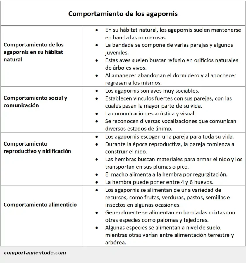 Ficha sobre el comportamiento de los agapornis