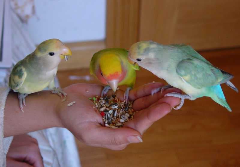 Comportamiento de los agapornis