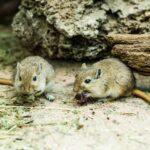 comportamiento-del-jerbo