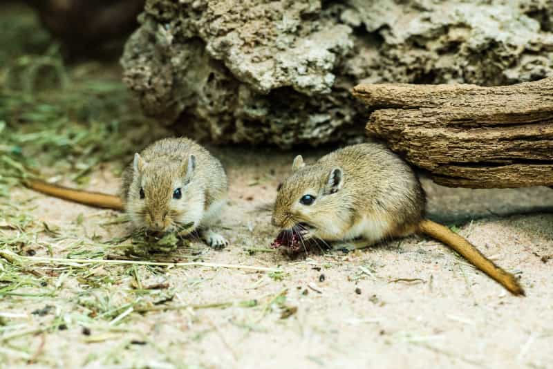 Comportamiento del jerbo, Meriones unguiculatus