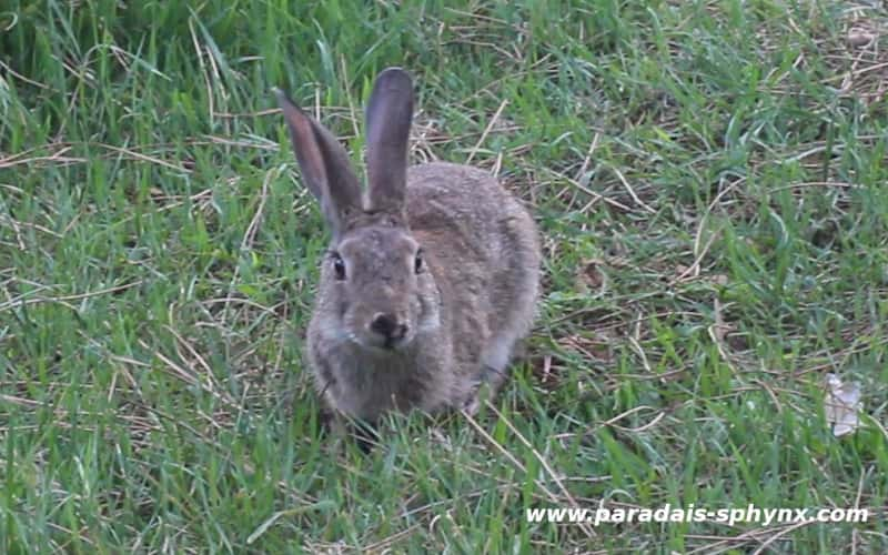 Conejo salvaje, Oryctolagus cuniculus