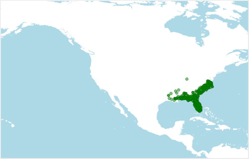 Distribución de Amphiuma means, salamandra de dos dedos