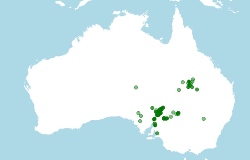 Distribución del Wallaby de roca de patas amarillas, Petrogale xanthopus