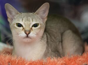 Gatos enanos, razas y otras consecuencias