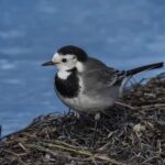 lavandera-blanca-motacilla-alba