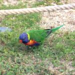 loro-arcoiris-trichoglossus-moluccanus