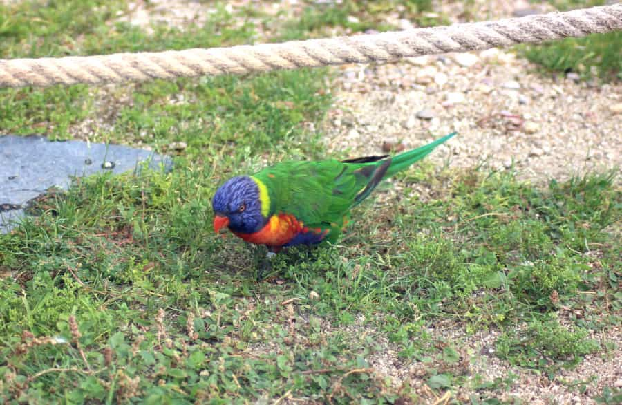 Loro arcoíris, Trichoglossus moluccanus, un ave inteligente