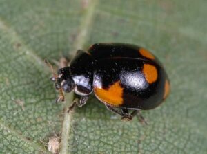 Mariquita de dos puntos, Adalia bipunctata, y su control en pulgones