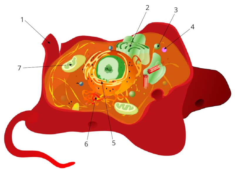 organelos membranosos celula animal