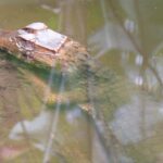 paleosuchus-palpebrosus-caiman-enano