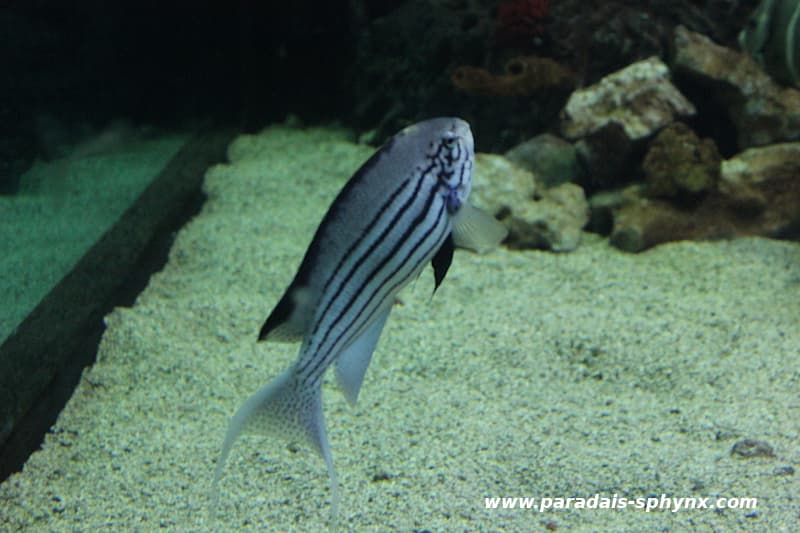 Pez ángel de rayas negras, Genicanthus Lamarck